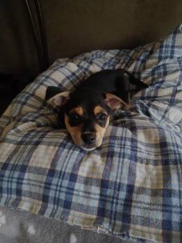 26Moose -  Chihuahua Dog for Adoption in Shingle Springs, California - 26Moose | PetCurious