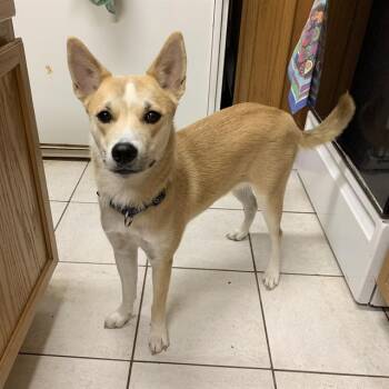 Rescue Husky Dogs for Adoption in San Antonio, Texas - KIMMIE | PetCurious