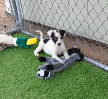 Italian Greyhound and Chihuahua Dogs Available for Adoption - Pinot | PetCurious