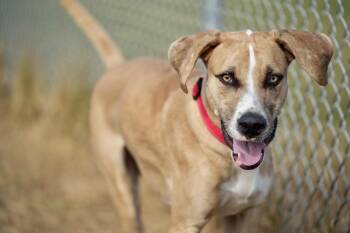 Rescue Mixed Breed Dogs for Adoption in Davenport, Iowa - Shane | PetCurious