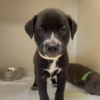 Sumac -  Pit Bull Terrier Dog for Adoption in East St. Louis, Illinois - Sumac | PetCurious