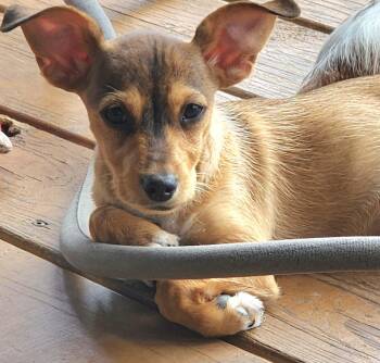 Miniature Dachshund and Chiweenie Dogs Available for Adoption in Austin, Texas - Koala | PetCurious