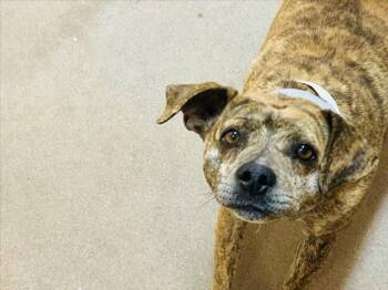 Mixed Breed Dogs Available for Adoption - SIMONE | PetCurious