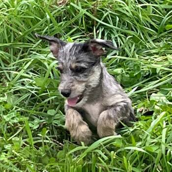 Orchard Pup: Gala -  Yorkshire Terrier and Mixed Breed Dog for Adoption in Falls Church, Virginia - Orchard Pup: Gala | PetCurious