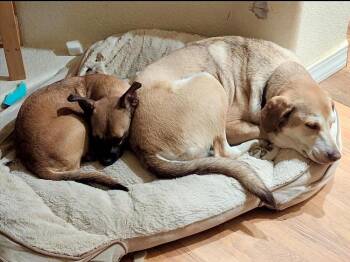 Sunny -  Terrier and Chihuahua Dog for Adoption in Boulder, Colorado - Sunny | PetCurious