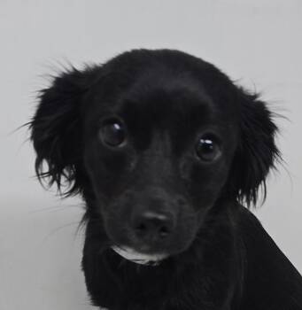Chiweenie Dogs Available for Adoption in Newport, Tennessee - Saint | PetCurious