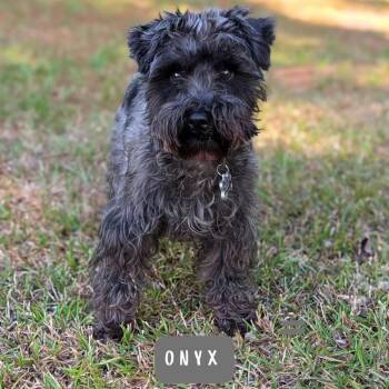 Miniature Schnauzer Dogs Available for Adoption in Tyrone, Georgia - Onyx 05-1824 | PetCurious