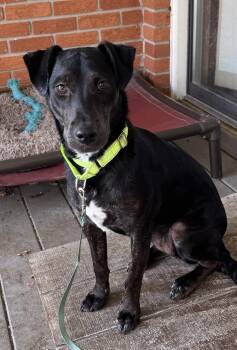 Rescue Doberman Pinscher Dogs for Adoption in Coldwater, Michigan - Bree | PetCurious