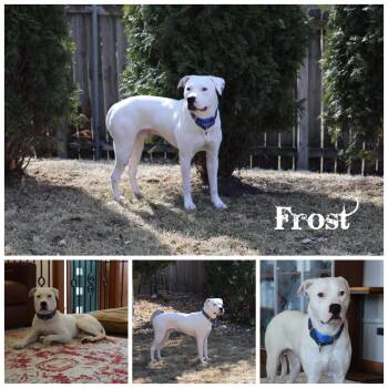 Frost -  Terrier Dog for Adoption in Sioux Falls, South Dakota - Frost | PetCurious