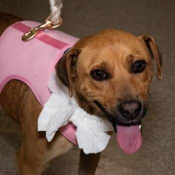 Sage -  Black Mouth Cur and Mixed Breed Dog for Adoption in Santa Fe, Texas - Sage | PetCurious