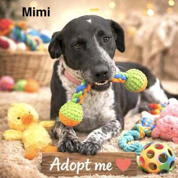 German Shorthaired Pointer Dogs Available for Adoption - Mimi  | PetCurious