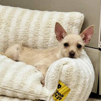 Diego -  Chihuahua Dog for Adoption in Hilton Head Island, South Carolina - Diego | PetCurious
