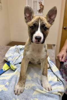 Dottie -  Pit Bull Terrier and Siberian Husky Dog for Adoption in Barton, Vermont - Dottie | PetCurious
