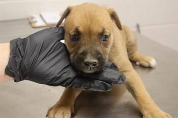 SASH -  Mixed Breed Dog for Adoption in Columbia, South Carolina - SASH | PetCurious