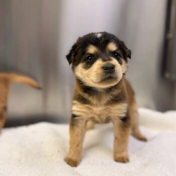 Wanda -  German Shepherd Dog and Mixed Breed Dog for Adoption in Allentown, Pennsylvania - Wanda | PetCurious