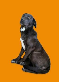 Australian Cattle Dog Blue Heeler and Catahoula Leopard Dog Dogs Available for Adoption in Harrodsburg, Kentucky - Opal | PetCurious