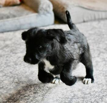 Labrador Retriever and Poodle Dogs Available for Adoption - Cole | PetCurious