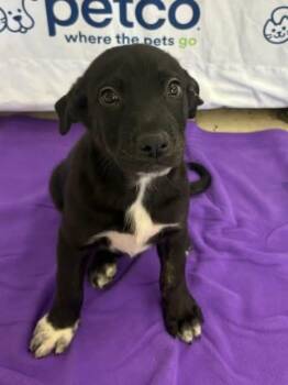 Labrador Retriever Dogs Available for Adoption in Orland Park, Illinois - Jermaine Jackson  | PetCurious