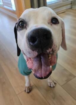 PAC -  Pit Bull Terrier and Mixed Breed Dog for Adoption in Atlanta, Georgia - PAC | PetCurious