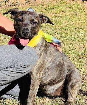 Rescue Mixed Breed Dogs for Adoption in Seneca, South Carolina - Rosita $85 Fostered | PetCurious