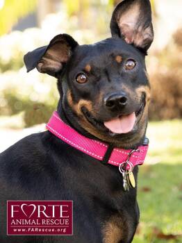 Pippa -  German Pinscher Dog for Adoption in Marina Del Rey, California - Pippa | PetCurious