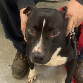 Pit Bull Terrier Dogs Available for Adoption - Chiquita | PetCurious