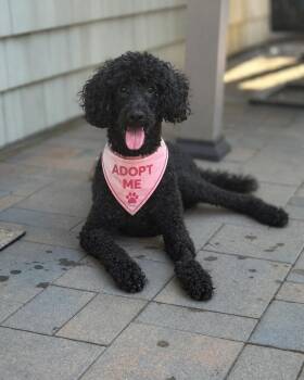 Muffin Man -  Poodle Dog for Adoption in Wayne, New Jersey - Muffin Man | PetCurious