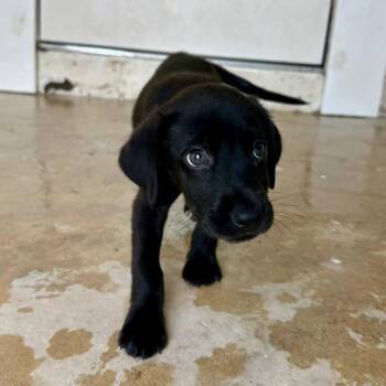 Matcha 0684 -  Black Labrador Retriever Dog for Adoption in Loxahatchee Groves, Florida - Matcha 0684 | PetCurious