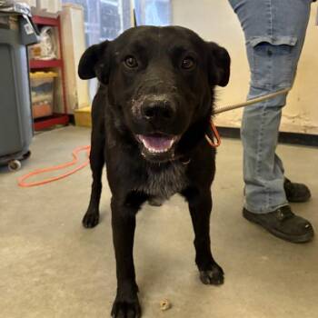 Australian Shepherd and Labrador Retriever Dogs Available for Adoption in Camarillo, California - IGUANA | PetCurious