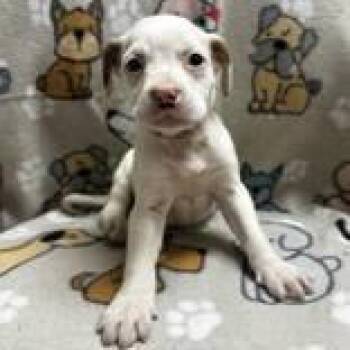 Rescue Australian Shepherd Dogs for Adoption in Portsmouth, Ohio - Asira | PetCurious