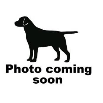 Rescue Mixed Breed Dogs for Adoption in Gadsden, Alabama - McGuffey | PetCurious