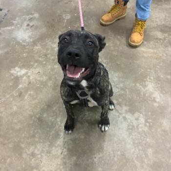 Betty -  Mixed Breed Dog for Adoption in Corbin, Kentucky - Betty | PetCurious