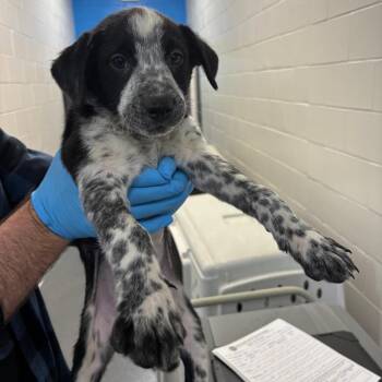 Australian Cattle Dog Blue Heeler Dogs Available for Adoption - Giovanni | PetCurious