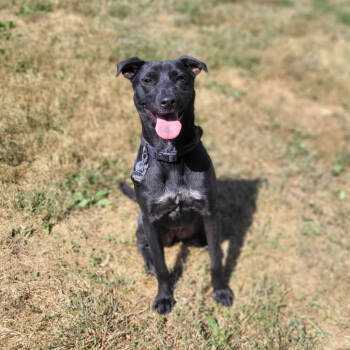 Rescue Black Labrador Retriever and Shepherd Dogs for Adoption in East St. Louis, Illinois - Nami | PetCurious