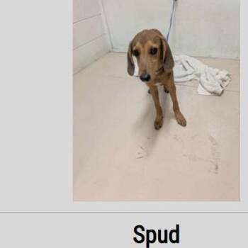 Spud -  Hound and Mixed Breed Dog for Adoption in Pinellas Park, Florida - Spud | PetCurious
