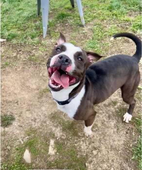 Pit Bull Terrier Dogs Available for Adoption in New Cumberland, West Virginia - Panda | PetCurious