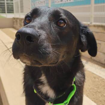 Fae -  Mixed Breed Dog for Adoption in Bentonville, Arkansas - Fae | PetCurious