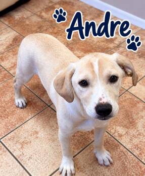 Andre the Giant -  Labrador Retriever Dog for Adoption in Rock Hill, New York - Andre The Giant | PetCurious