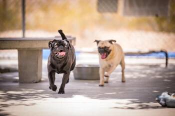 Kenobi -  Pug Dog for Adoption in Twentynine Palms, California - Kenobi | PetCurious