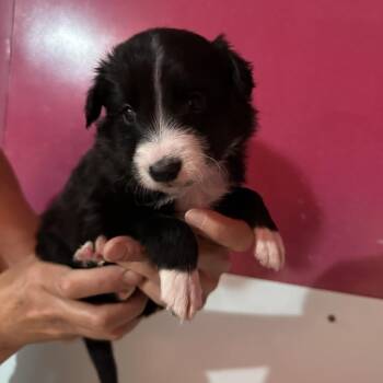 ALEJANDRO (7) -  Border Collie Dog Available for Adoption in Richmond, California - ALEJANDRO (7) | PetCurious