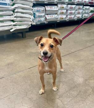 Coco -  Terrier Dog for Adoption in Gig Harbor, Washington - Coco | PetCurious