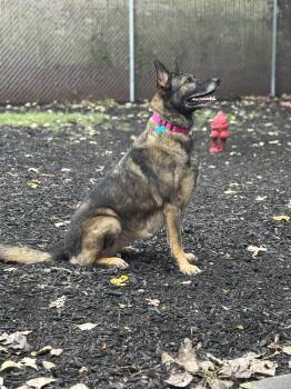 Rescue German Shepherd Dog Dogs for Adoption in Plainfield, Illinois - London | PetCurious