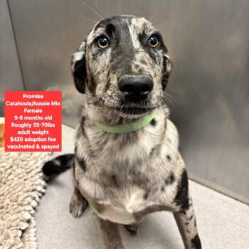 Catahoula Leopard Dog Dogs Available for Adoption - Promise | PetCurious