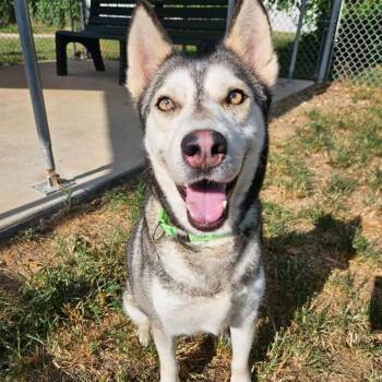 Arianna -  Siberian Husky Dog for Adoption in Klein, Texas - Arianna | PetCurious