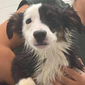 Wrangler -  Australian Shepherd Dog for Adoption - Wrangler | PetCurious