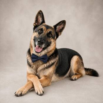 German Shepherd Dog Dogs Available for Adoption in Lucas, Texas - KALEL GS | PetCurious