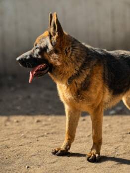 Bruno -  German Shepherd Dog Dog for Adoption in Seattle, Washington - Bruno | PetCurious