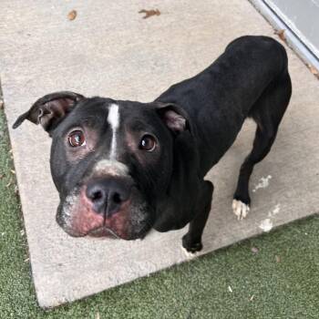 Mixed Breed Dogs Available for Adoption - Merida | PetCurious