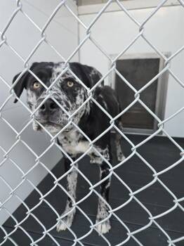 Rescue Pit Bull Terrier and Catahoula Leopard Dog Dogs for Adoption in Casper, Wyoming - OREO | PetCurious