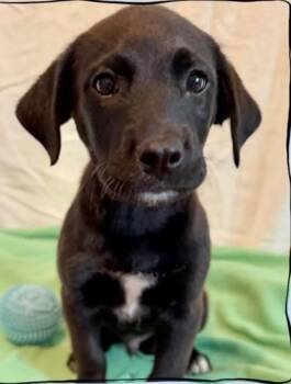 Brad -  Labrador Retriever and Mixed Breed Dog for Adoption in Morristown, New Jersey - Brad | PetCurious